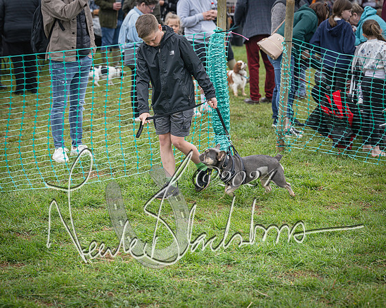 Bicester - Dog Show (84 of 106)