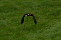 3 - CA Birds of Prey 6