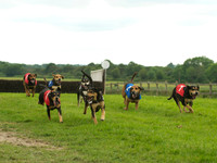 Hound Race -  20