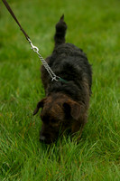 2 - Dog Show 7
