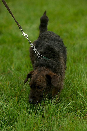 2 - Dog Show 7