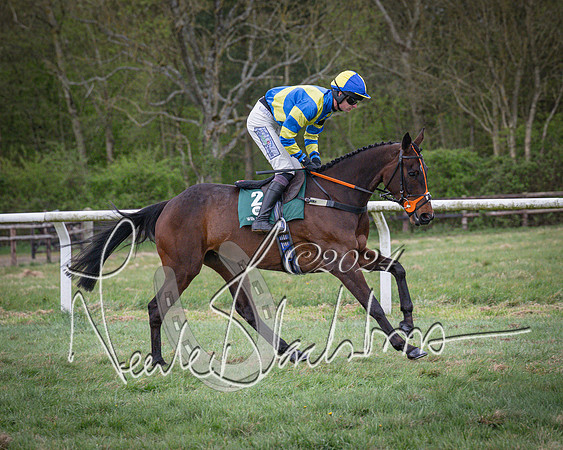 Race 7 - The Jockey Club maiden race for Mares and Fillies only (13 of 96)