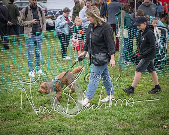 Bicester - Dog Show (80 of 106)