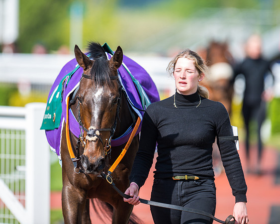 Race 1 - The open Hunter chase  (10 of 95)