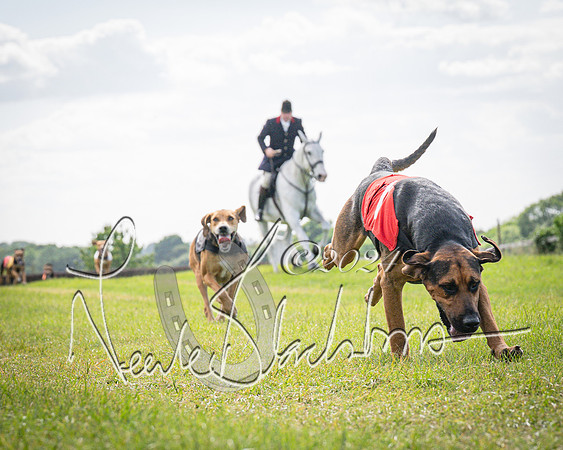 The Hound Race (34 of 68)