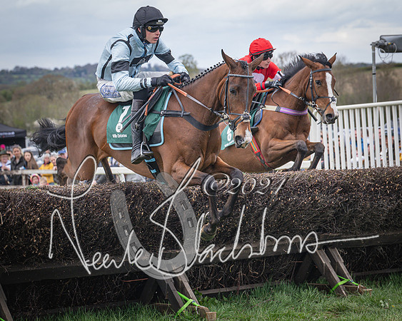 Race 2 - Tattersalls Cheltenham 4 year old Maiden (29 of 85)