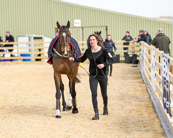 Race 2 - Young Horse Maiden (7 of 104)