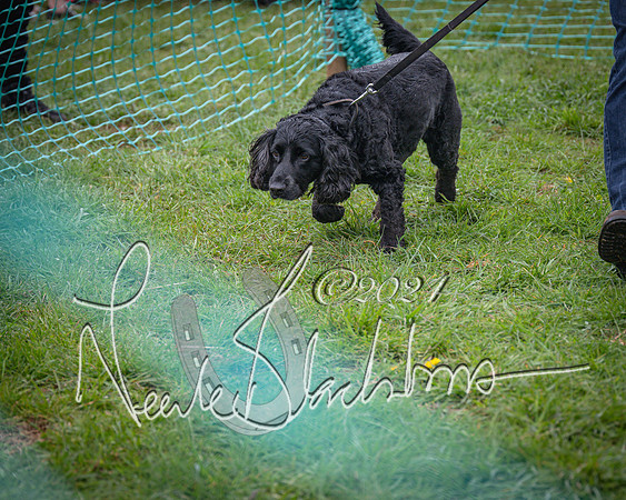 Bicester - Dog Show (22 of 106)