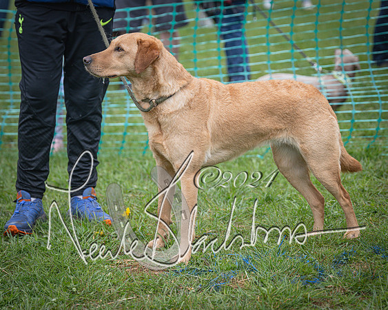 Bicester - Dog Show (29 of 106)