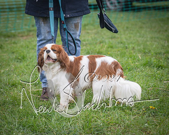 Bicester - Dog Show (77 of 106)