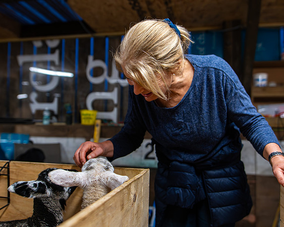 Lambing (82 of 111)