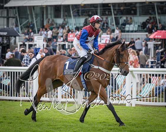 Race 2 - Olly Murphy Racing Stratford Ladies Open (28 of 111)