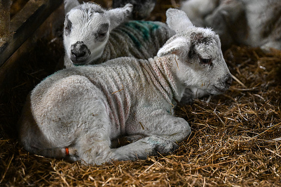 Lambing (28 of 111)